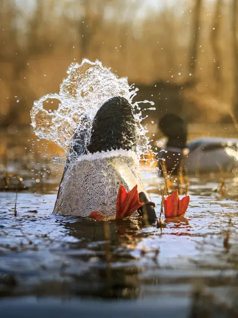Duck decoy spread set up for a public land waterfowl hunt.