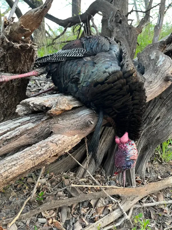 A turkey on a dead tree after a successful hunt