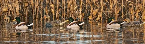 A group of mallard decoys in a marsh with a flooded corn background