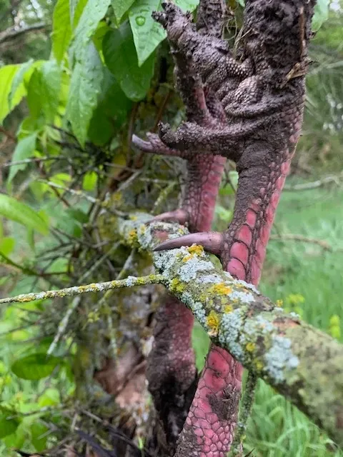 close up image of turkey feet and spurs hanging from a branch