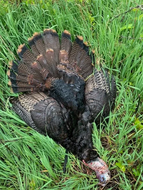 turkey harvested during rainy hunt with soft, quiet call